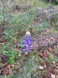 Beautiful flowers