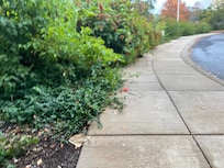 Garbage and overgrown landscaping.