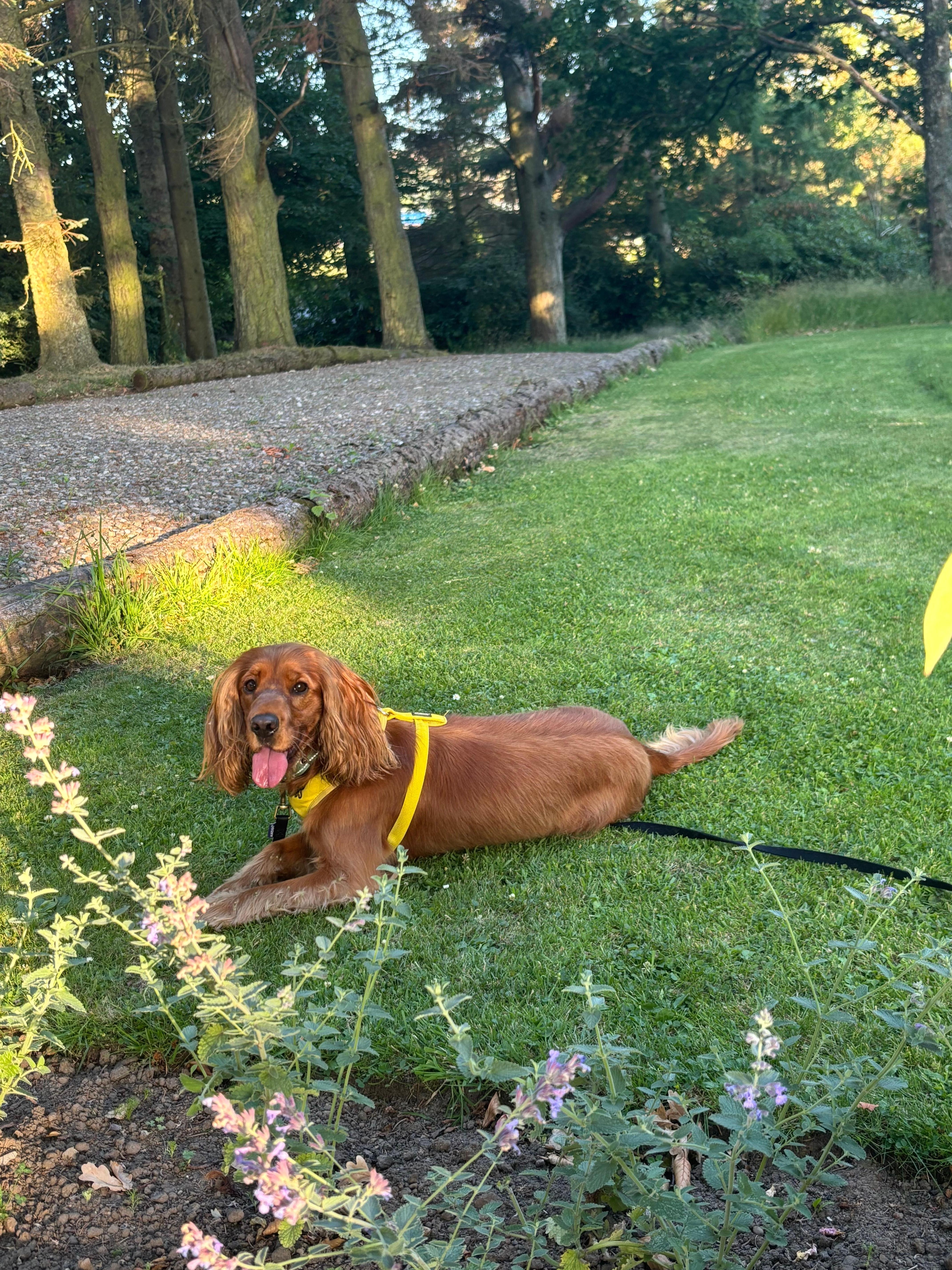 Secure garden, but we still anchored a long line till Madame chilled out a bit 