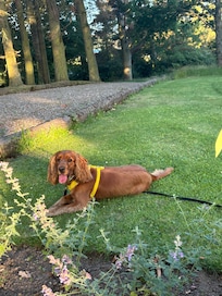 Secure garden, but we still anchored a long line till Madame chilled out a bit