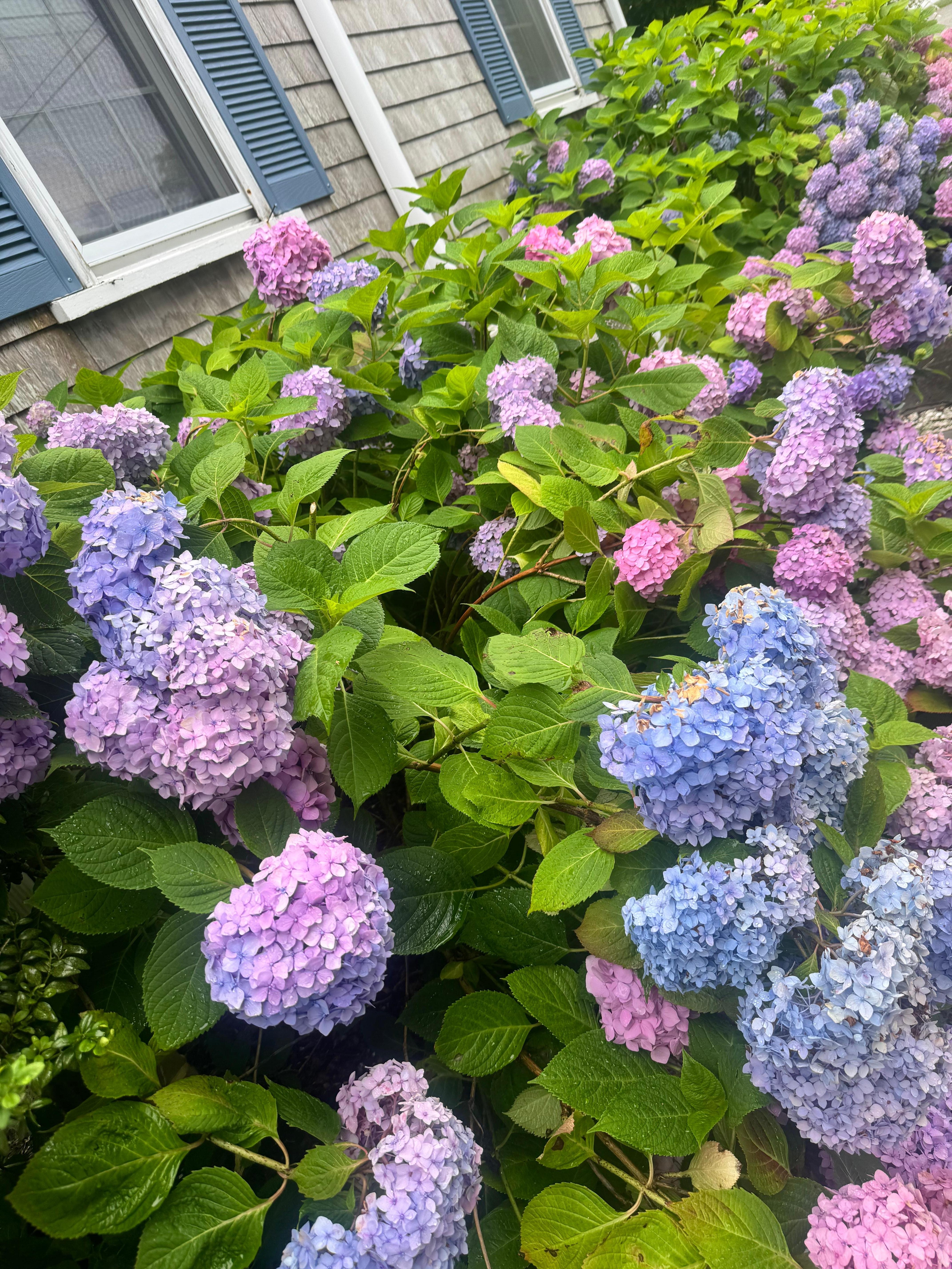 Most beautiful hydrangeas ever