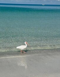 Coquina Beach