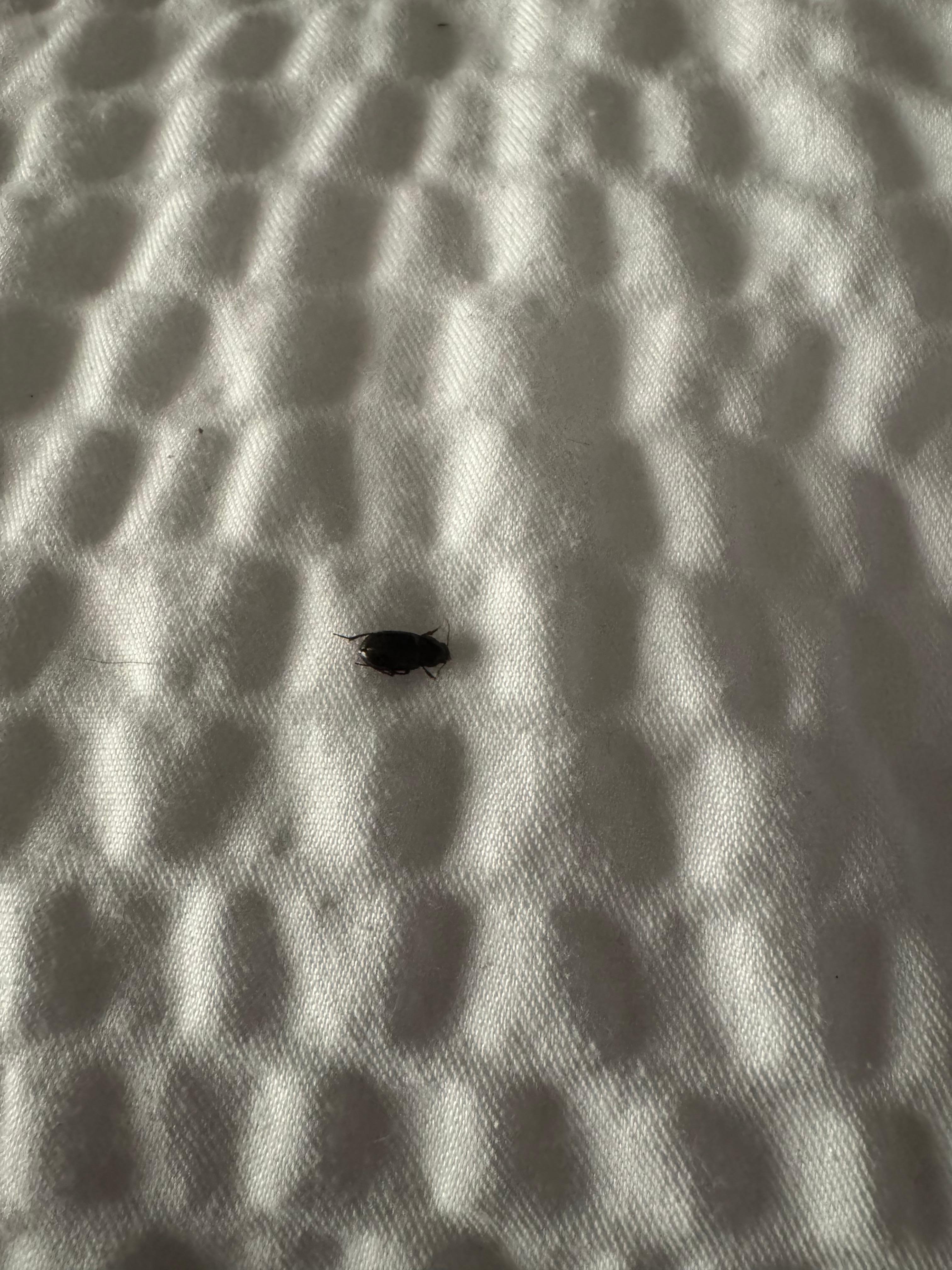 Bug on bed