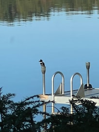Kingfisher on the dock