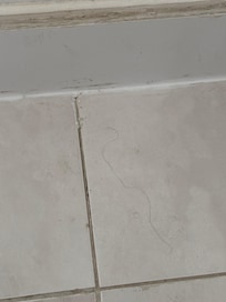 Obviously not cleaned.