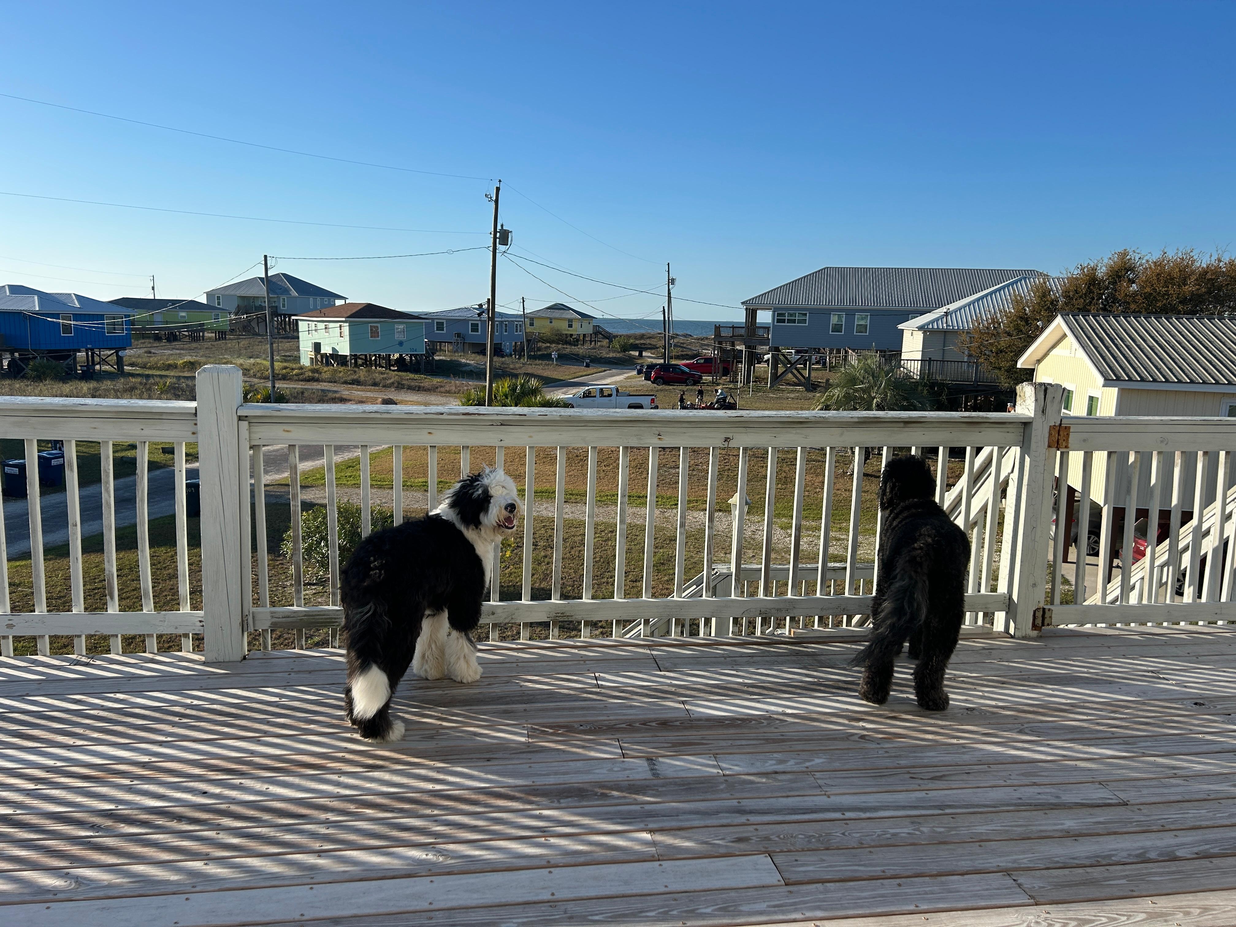 Dogs on the porch