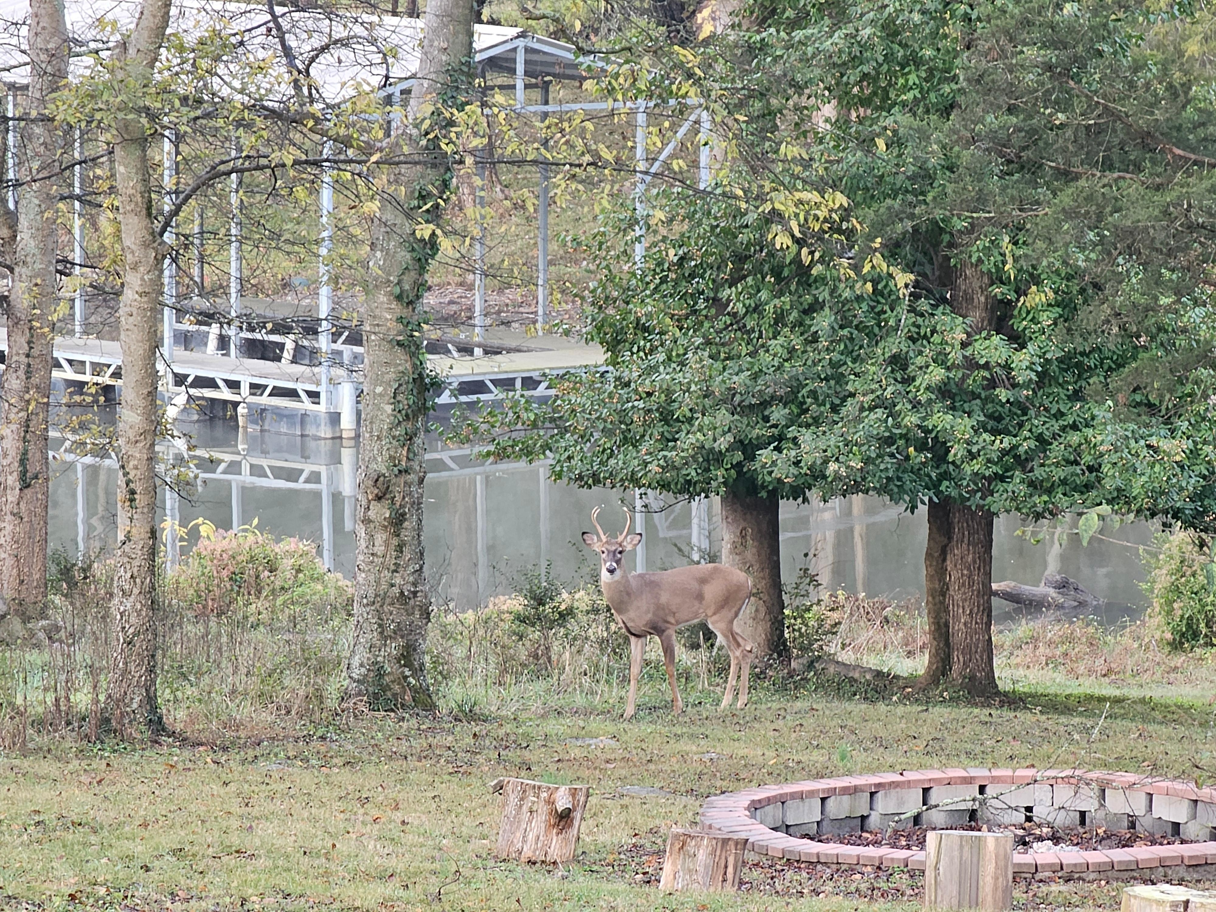 Wildlife in the backyard daily!