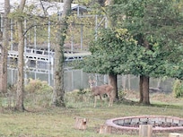 Wildlife in the backyard daily!