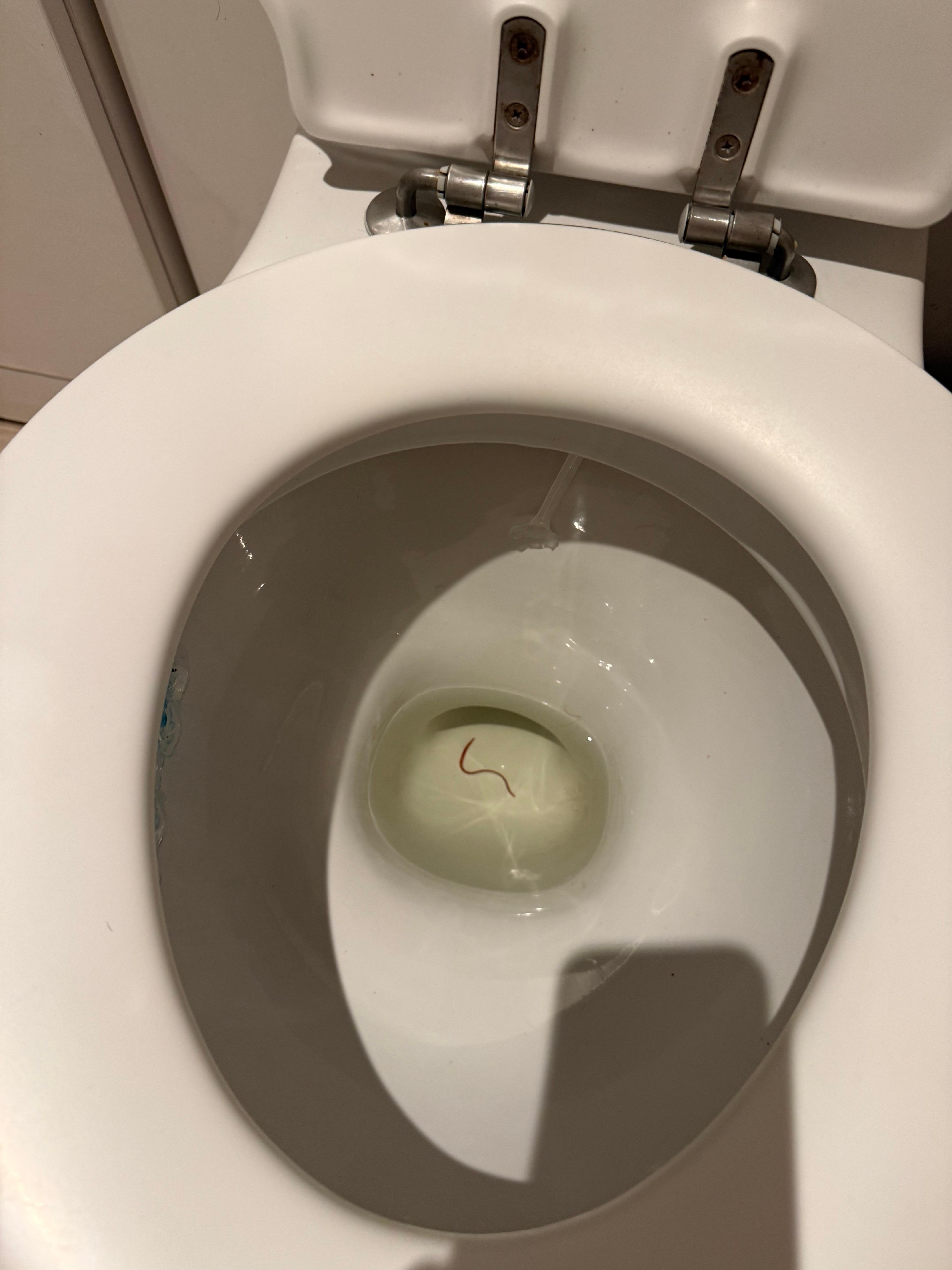 Toilet worm