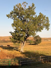 Big tree and horses grazing