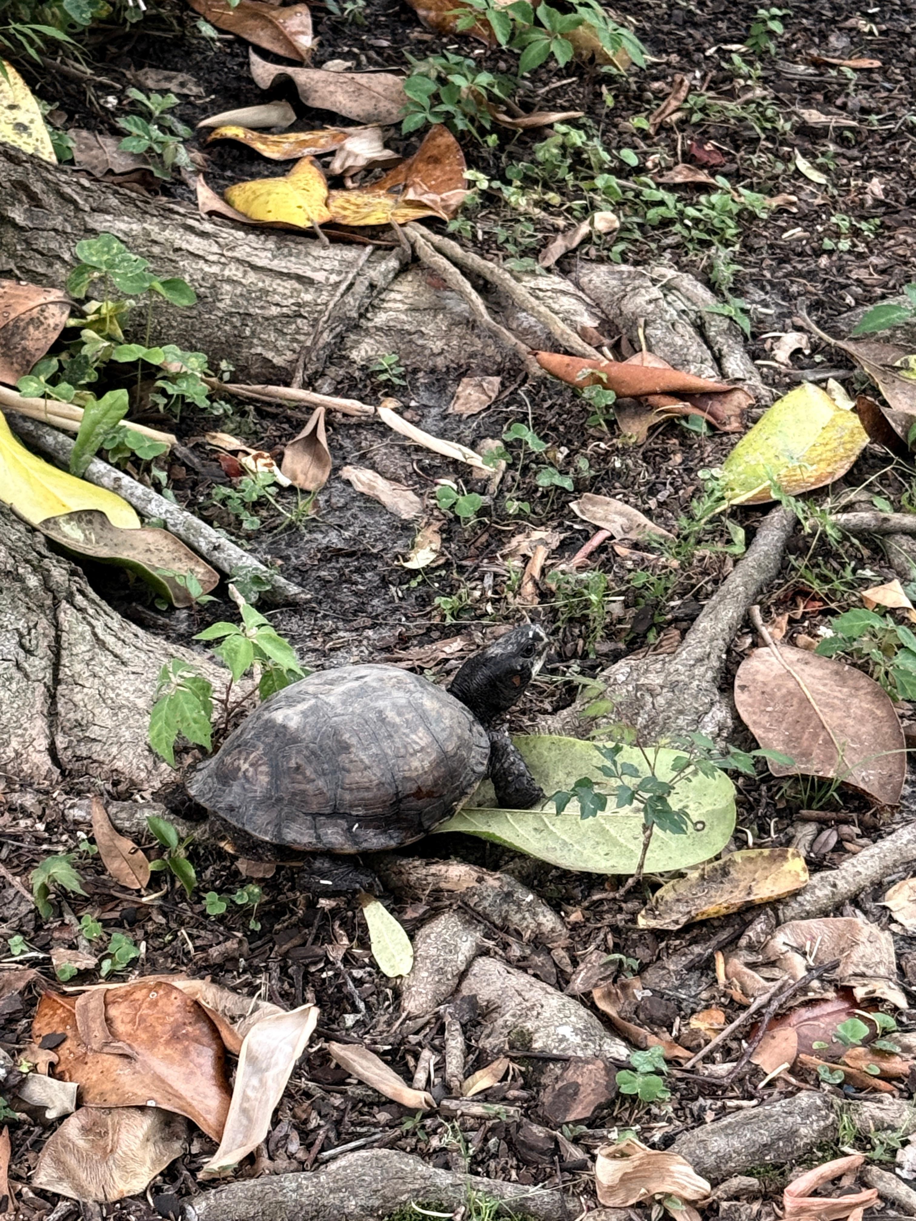 Tortoise in back garden 