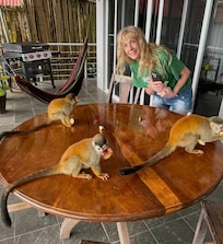 The monkeys came to visit