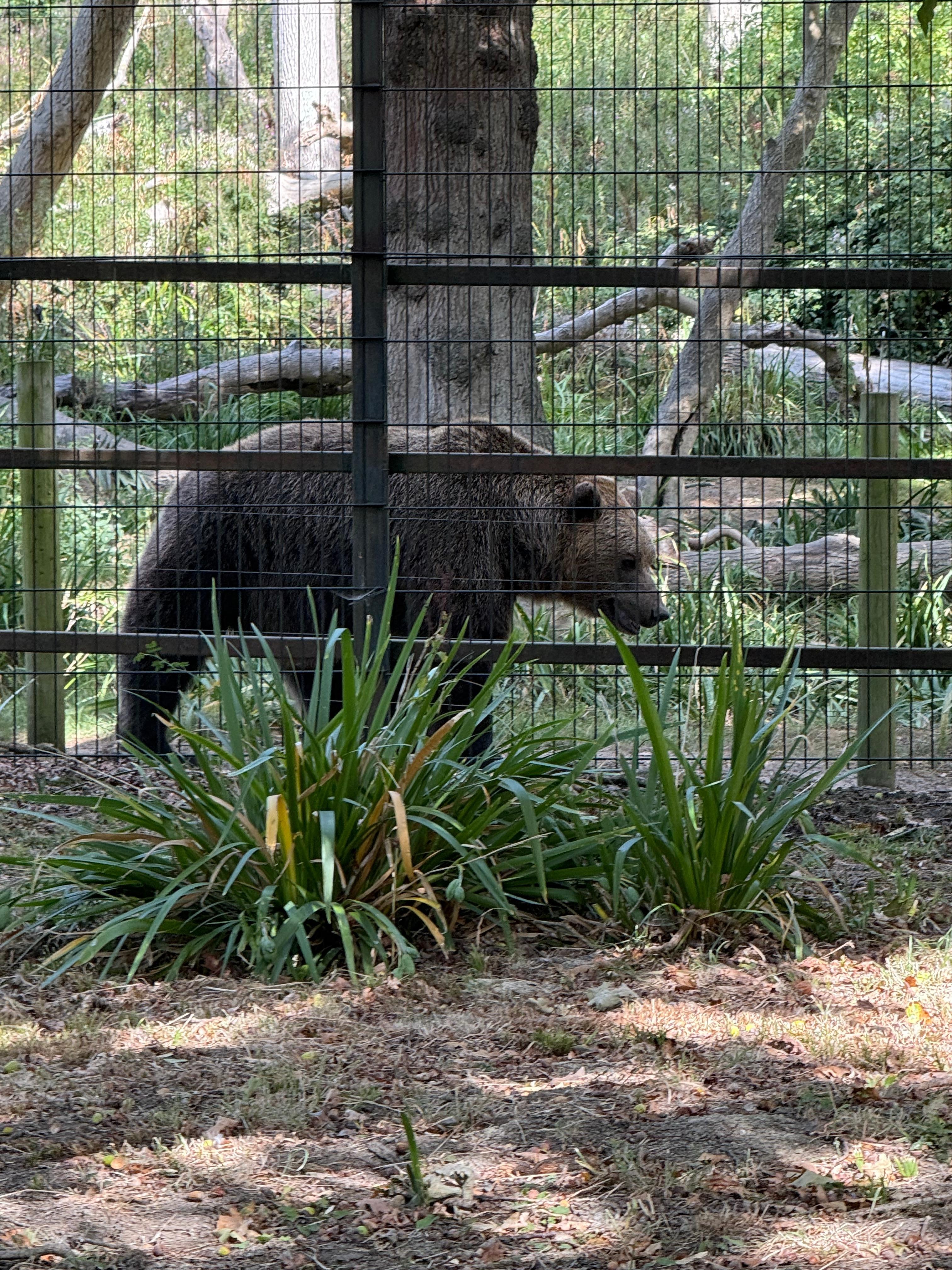Brown Bear
