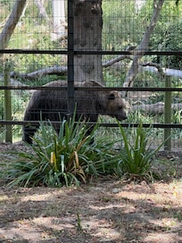 Brown Bear