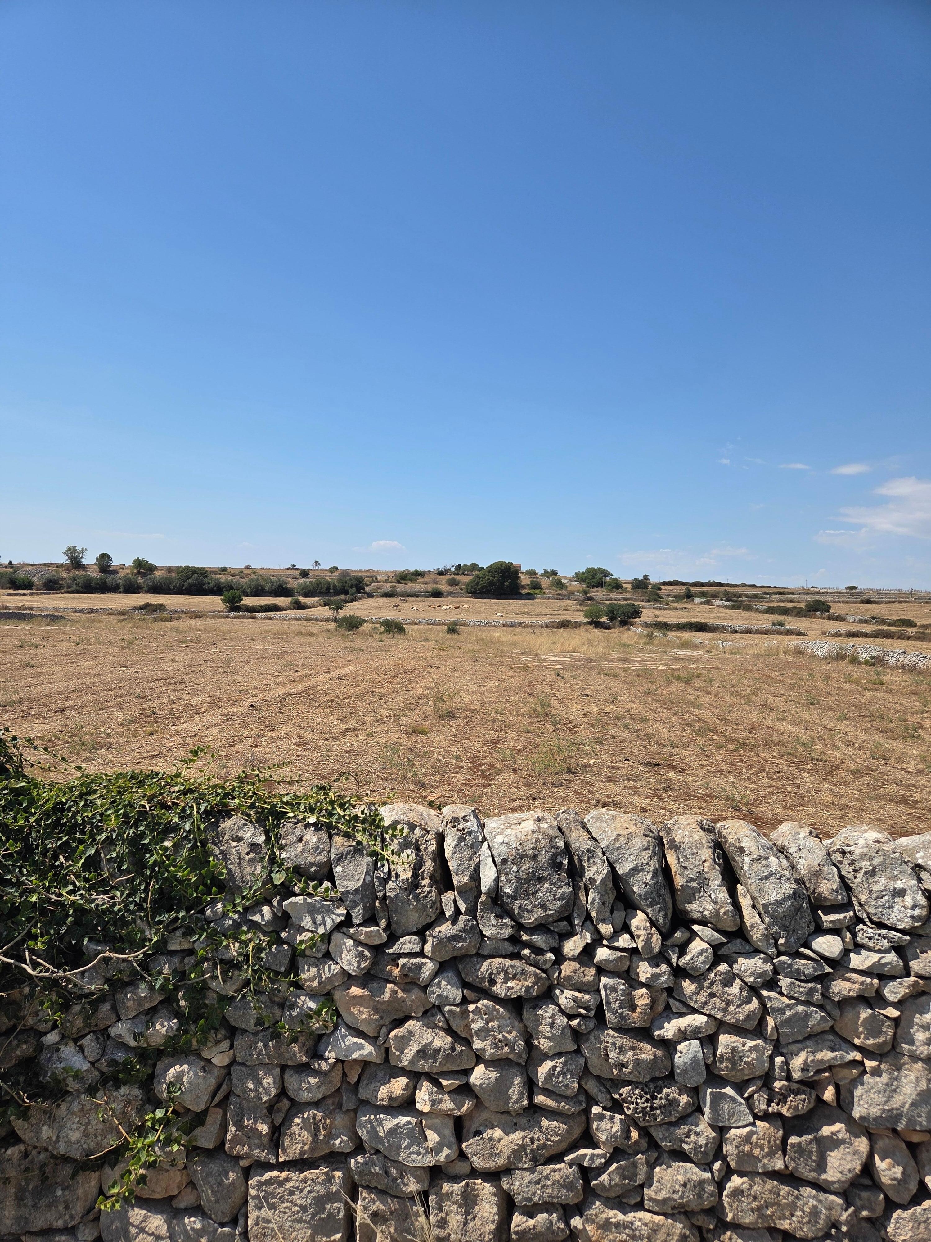 View from the yard