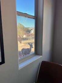 Deer right on the back patio