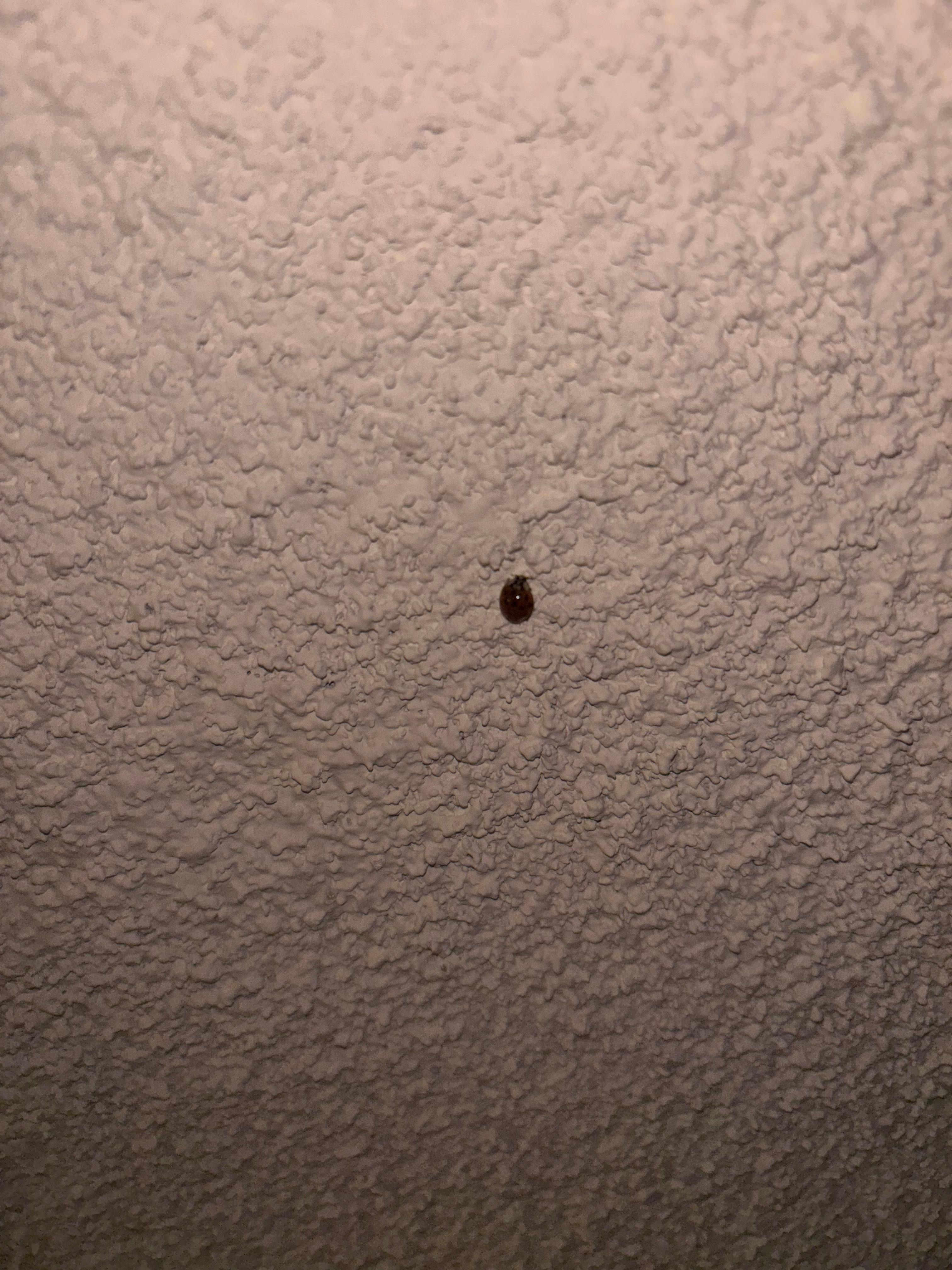 Lady Bug and that’s just one of a few 