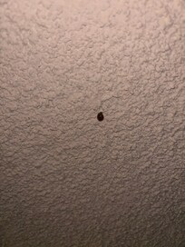 Lady Bug and that’s just one of a few