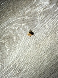 Roaches