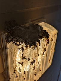 Amazing amount of bird droppings and abandoned nest on staircase to condo front door (several photos)