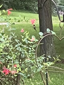 Humming bird