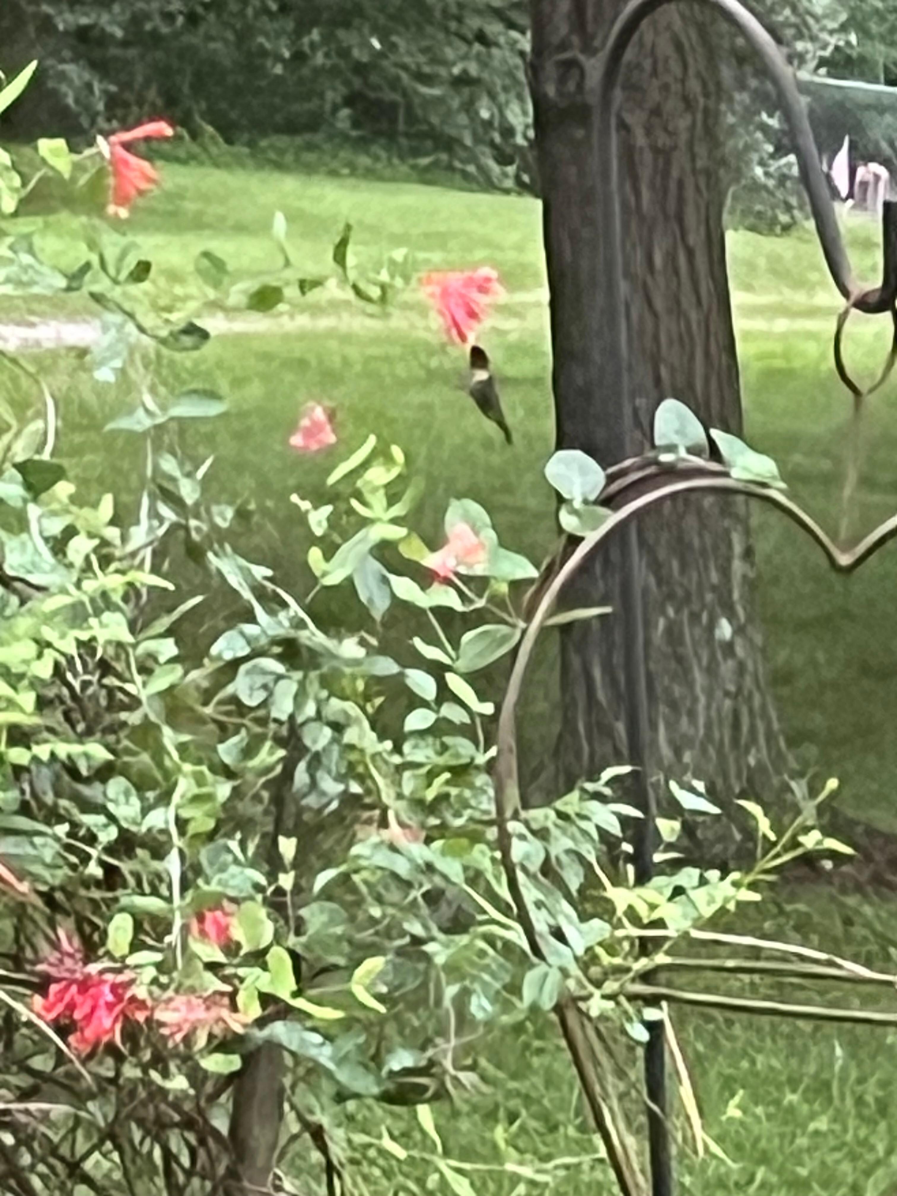Humming bird 