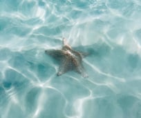 We found this about 3 feet into the water from the beach.