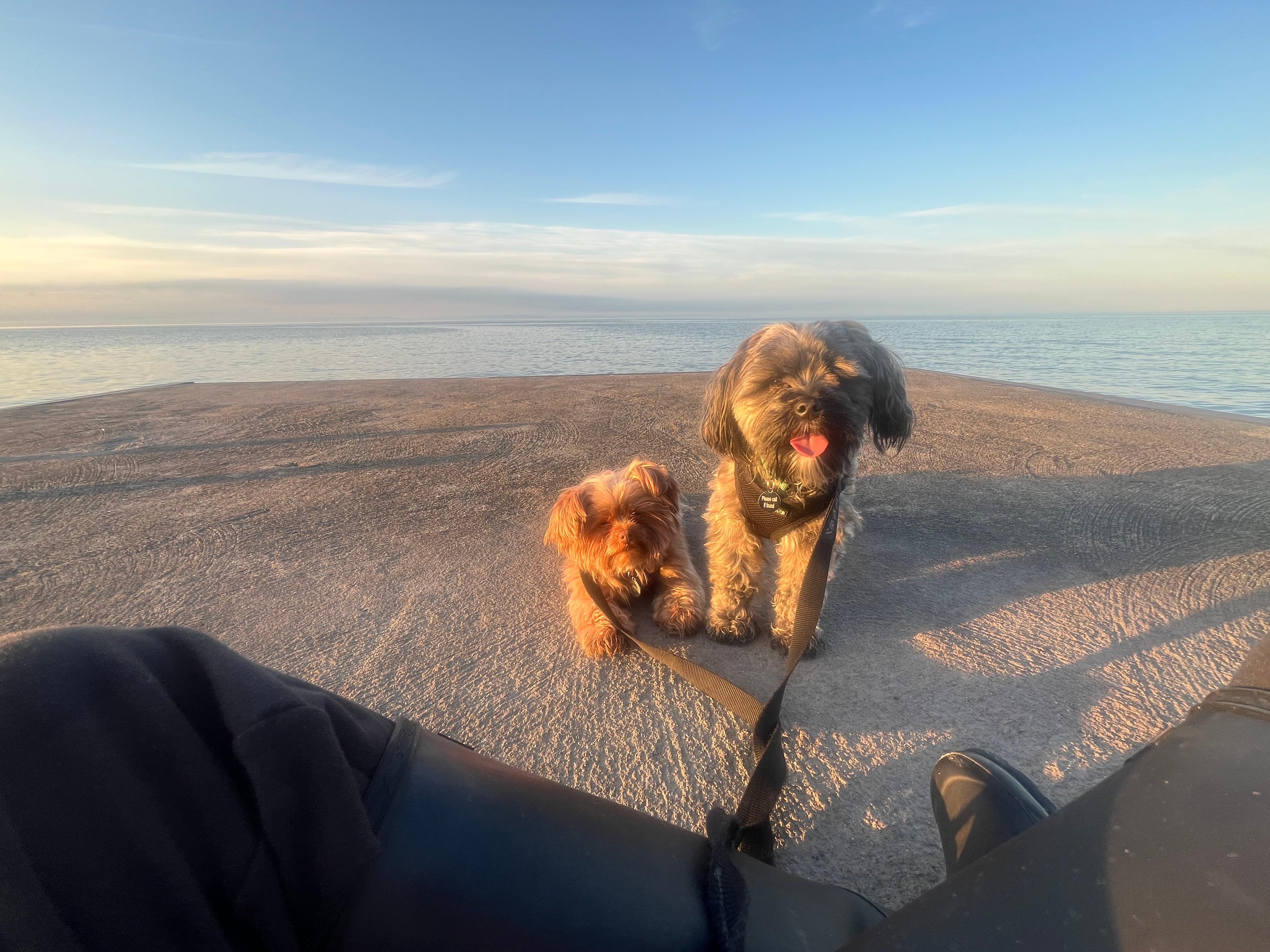The dogs loved the water 