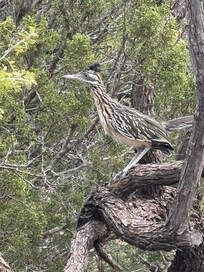 Roadrunner