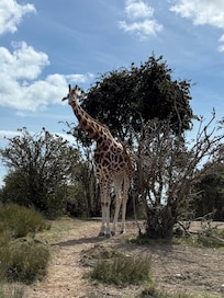 Giraffe safari