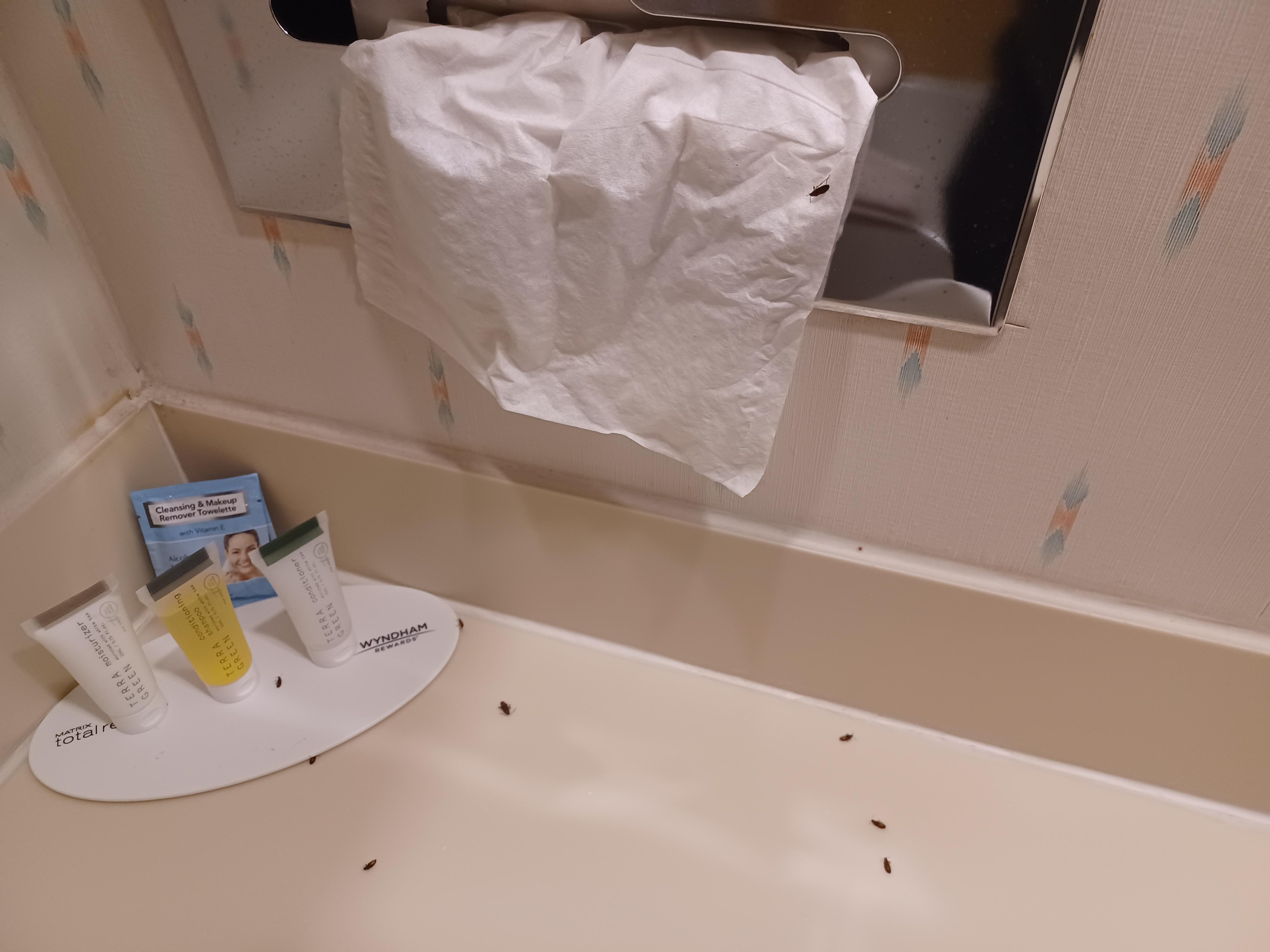 Bugs...