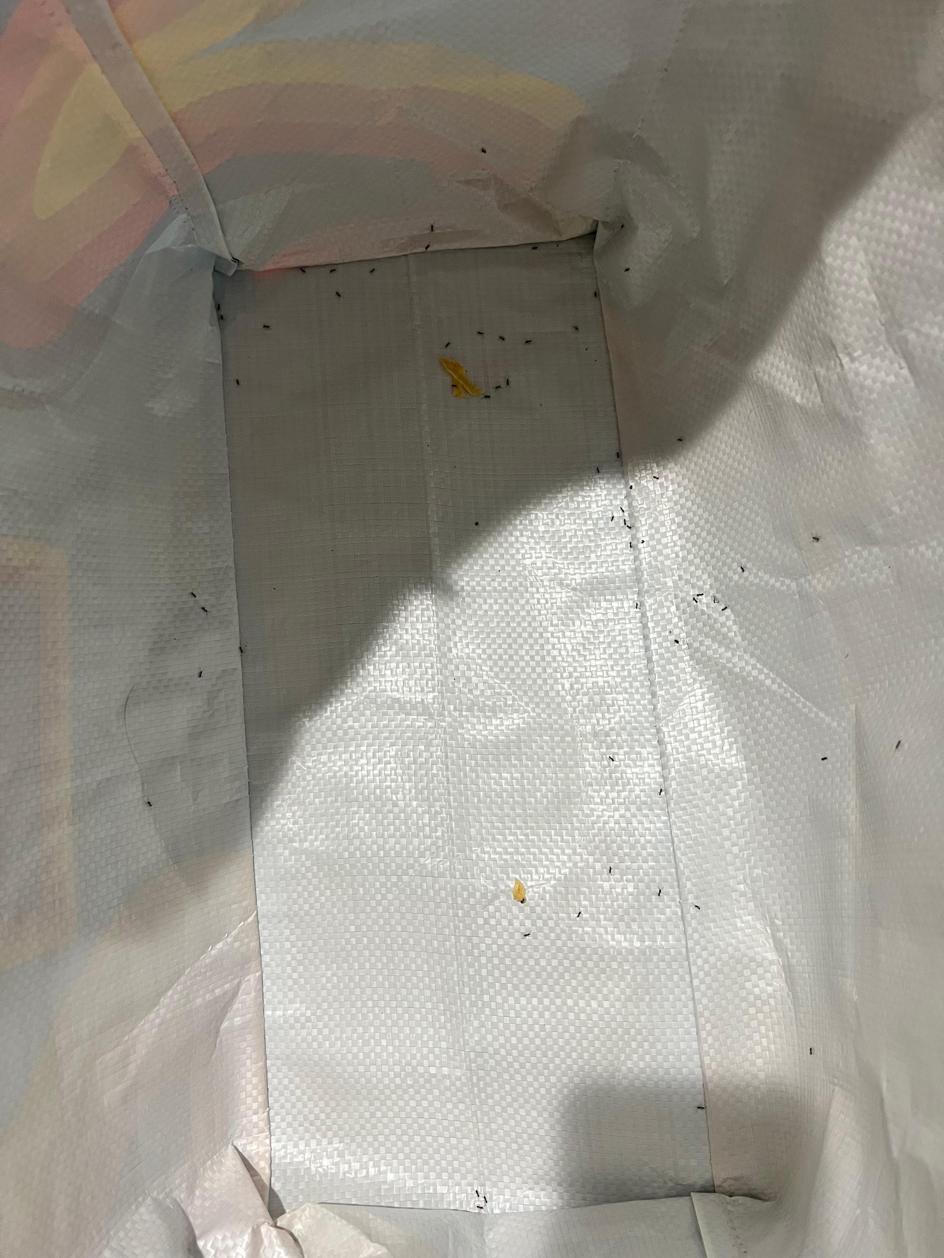 I had two totes that by morning were with ants in both of them and I had to empty everything and put outside to get rid of the ants 