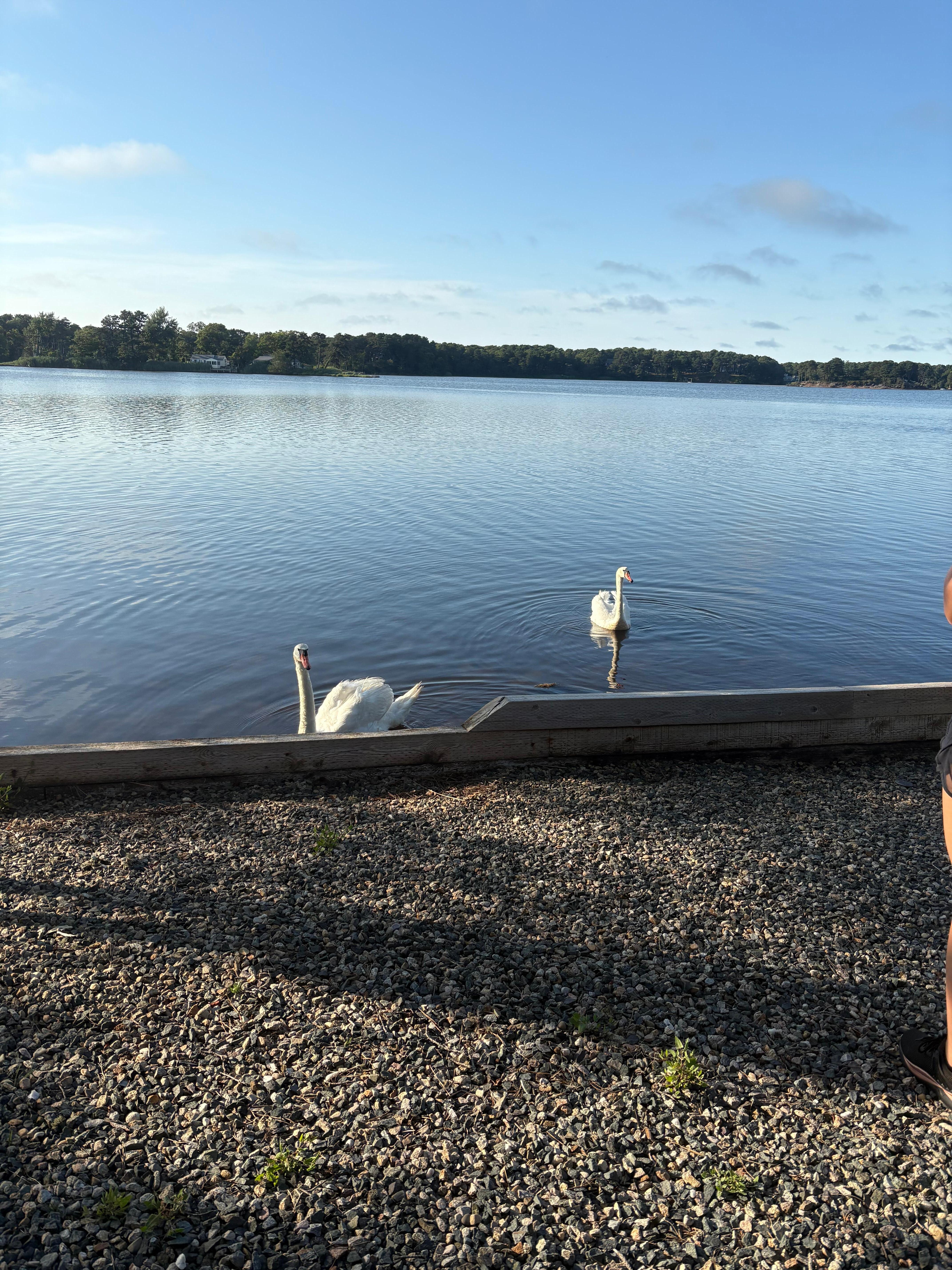 Swans
