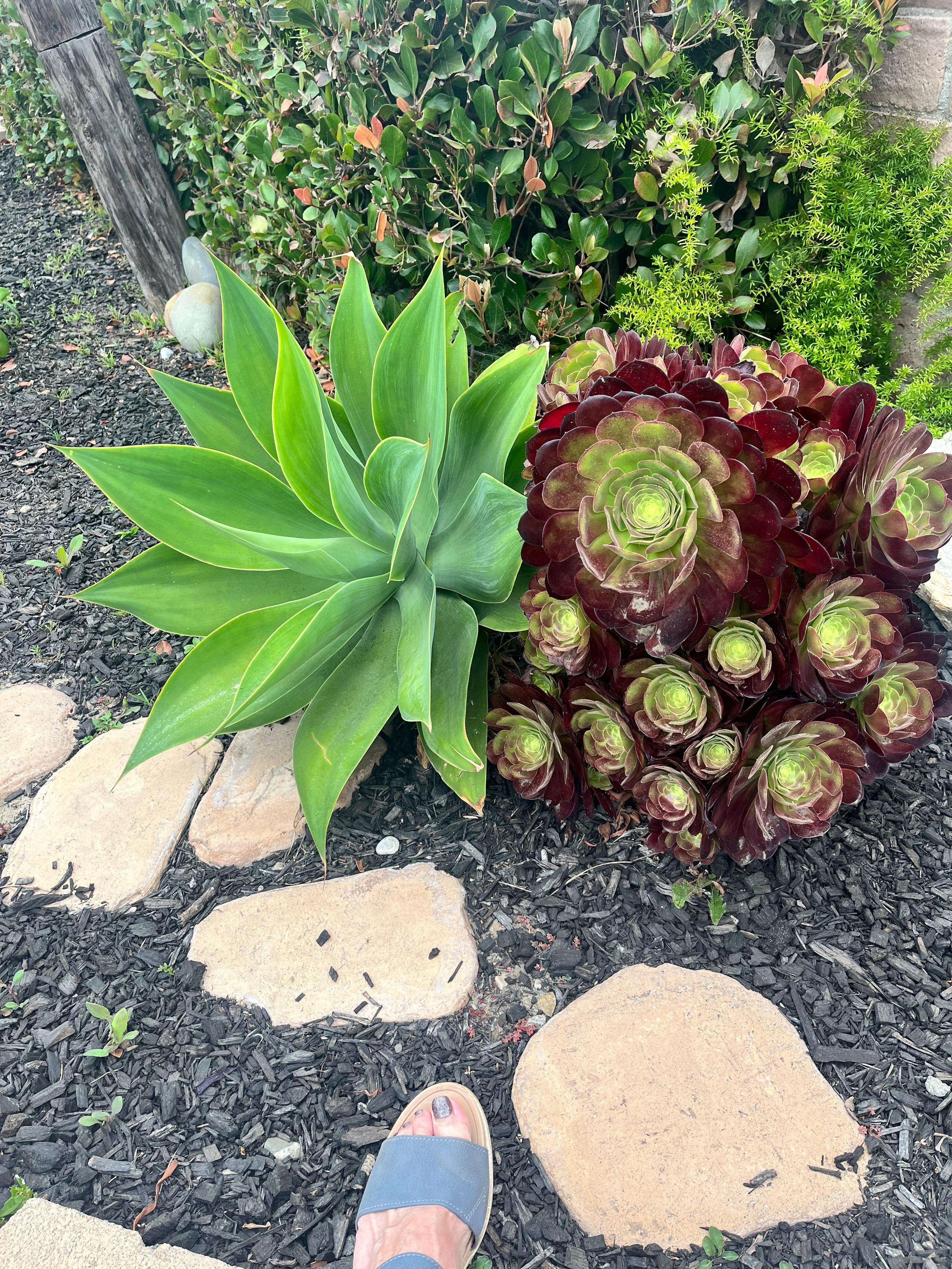 Gorgeous flowers and plants everywhere 