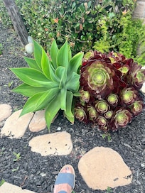 Gorgeous flowers and plants everywhere