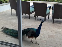 A daily visitor to the condo.
He is very well behaved.
