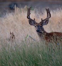 A beautiful buck grazed in the field behind the cottage.