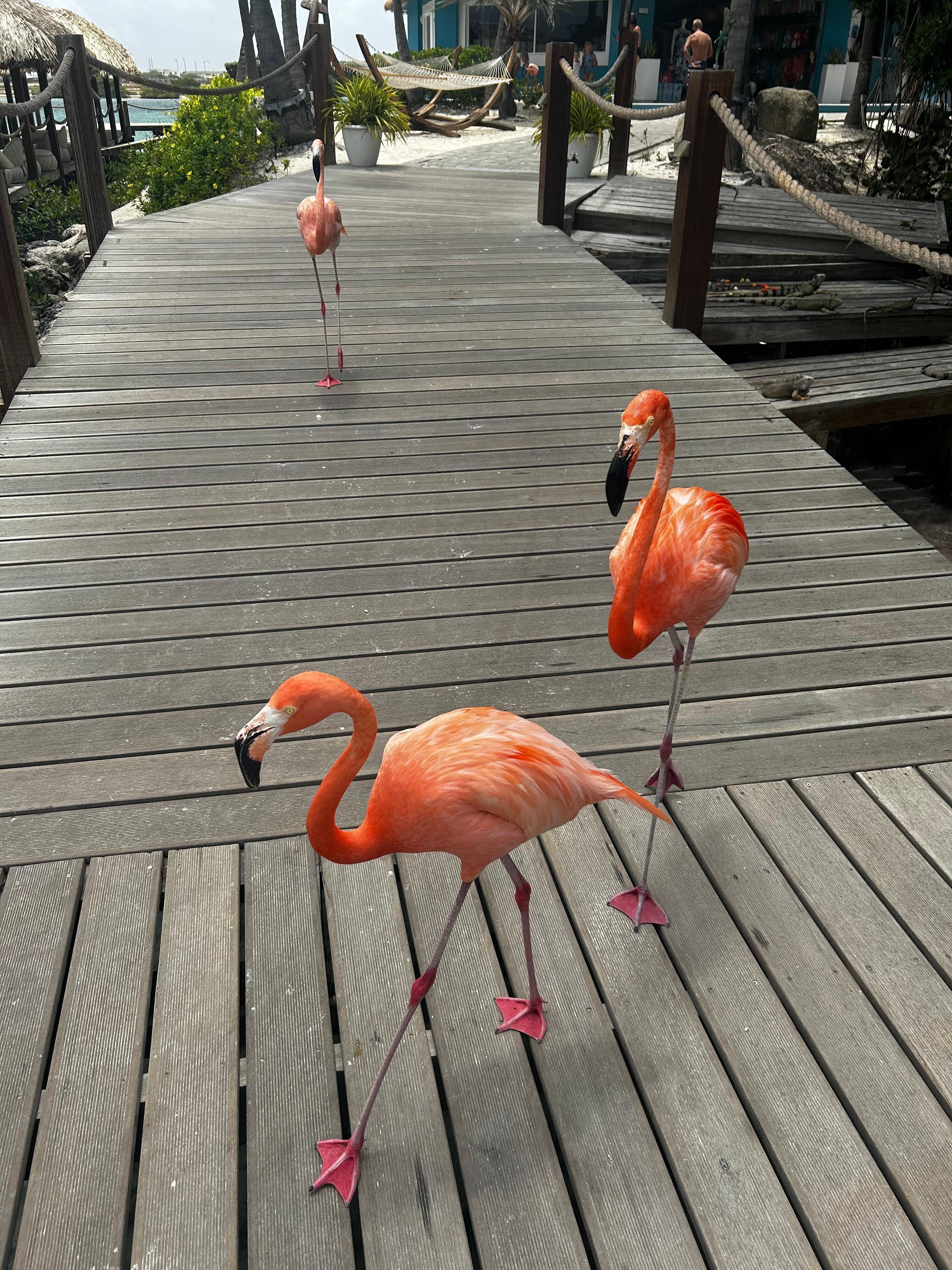 Flamingo Beach
