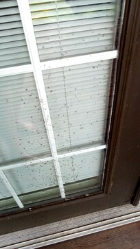 Bugs!
