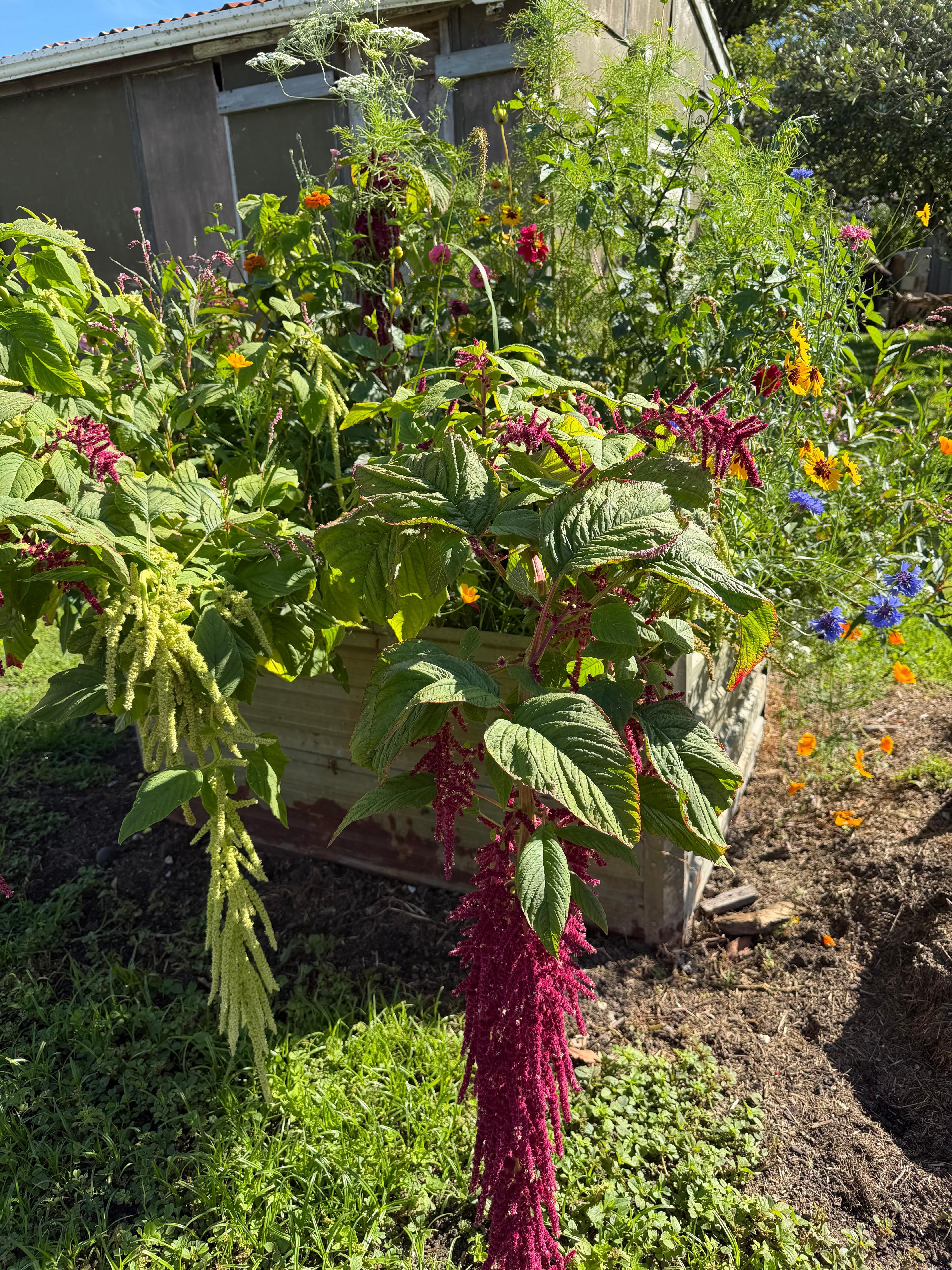 Flower box in the backyard 