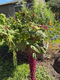 Flower box in the backyard