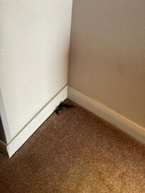 Piece of wig in corridor that was there the duration of stay even after letting staff know