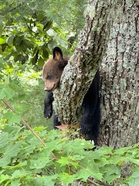 Baby cub in the tree sleeping behind the cabin