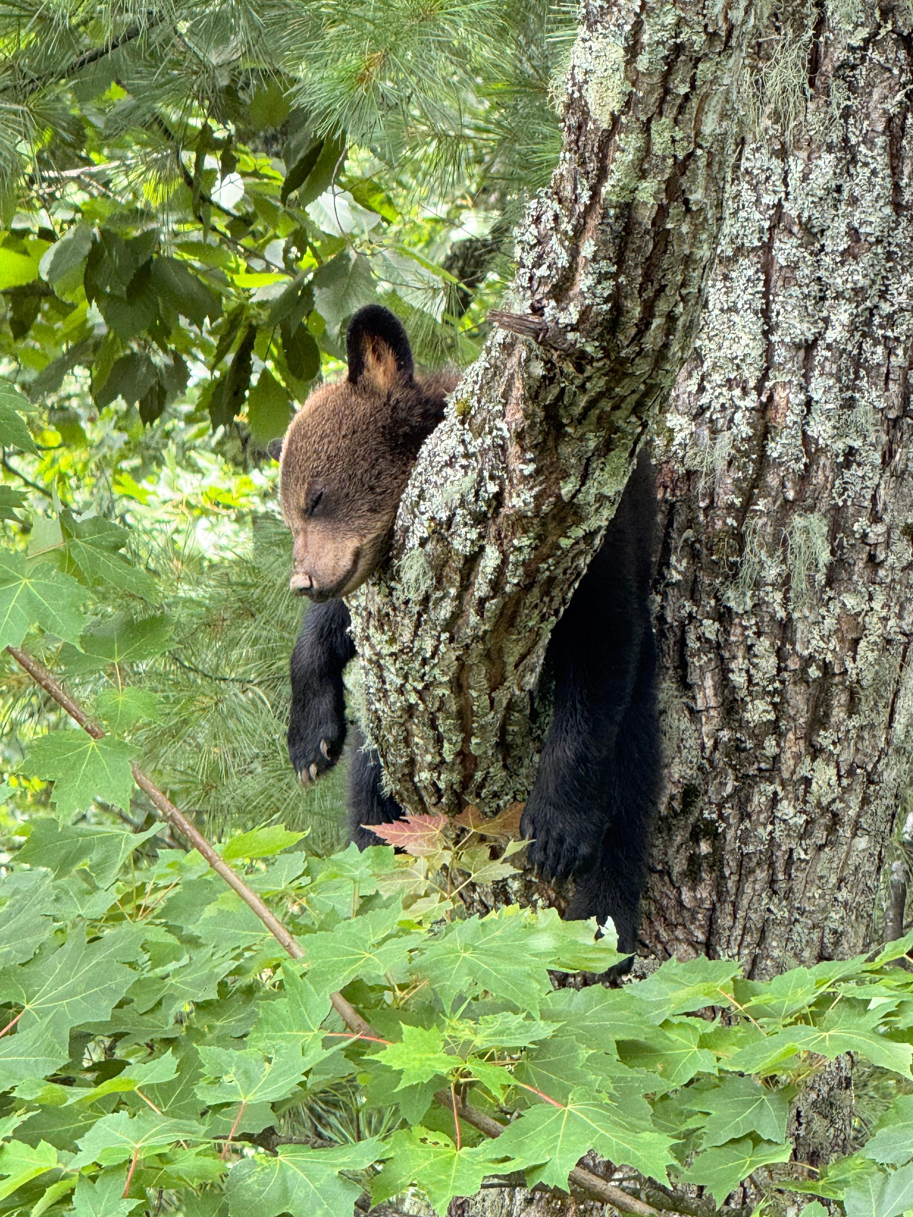 Baby cub in the tree sleeping behind the cabin 