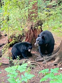 Just a couple of the bears we saw