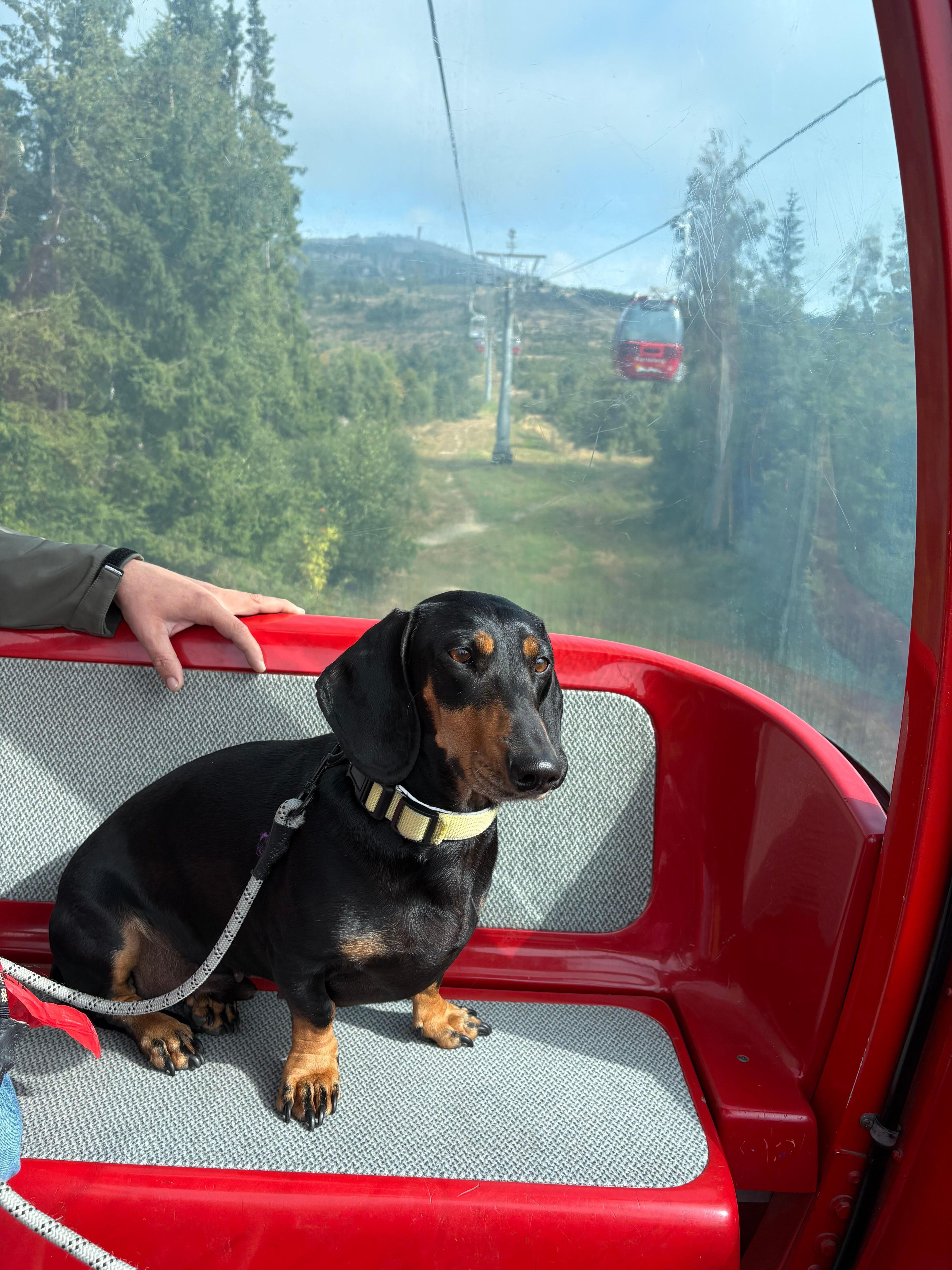 Unser Buddy fährt Seilbahn 