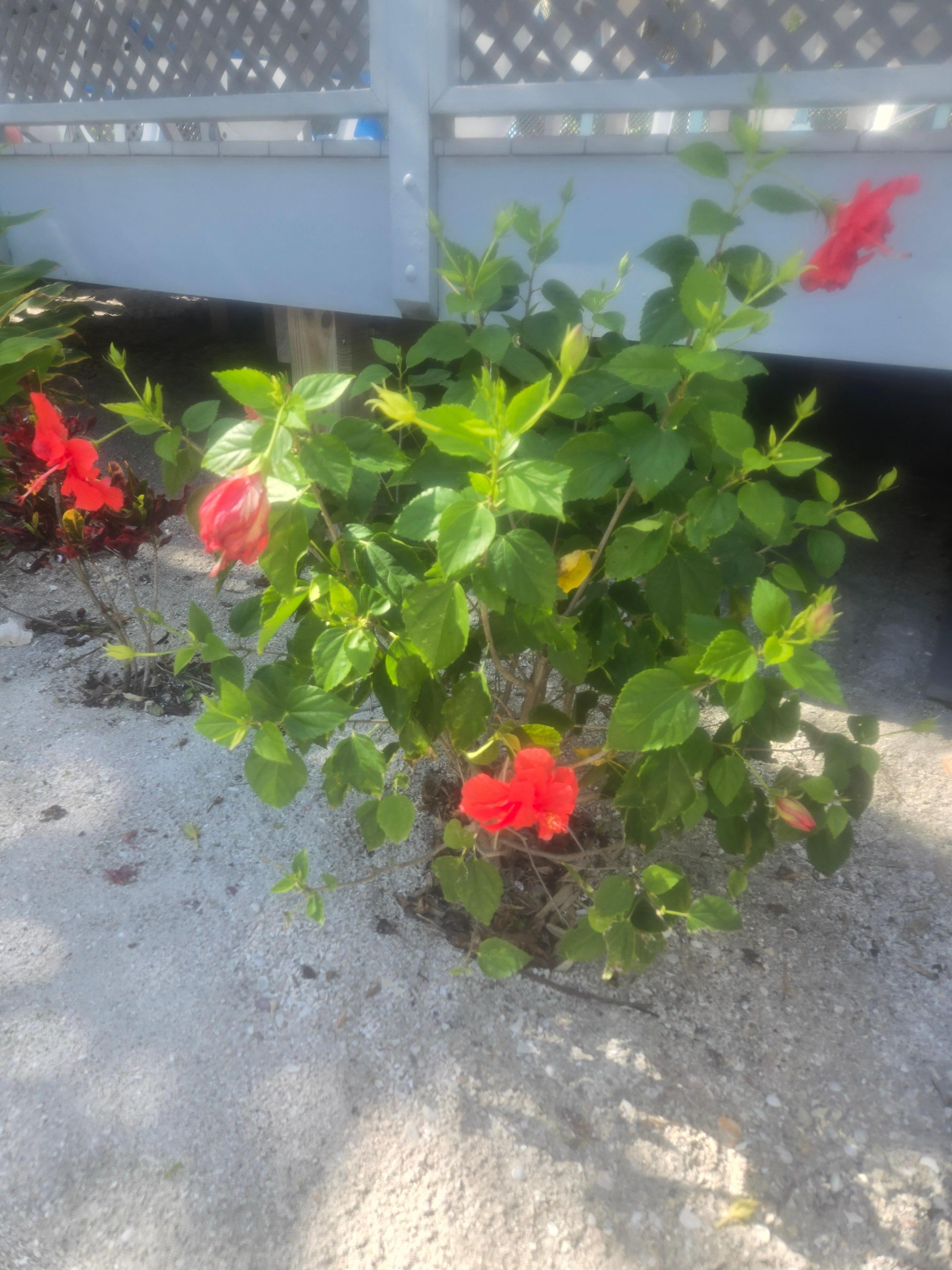 Beautiful flowers & trees surround the home 