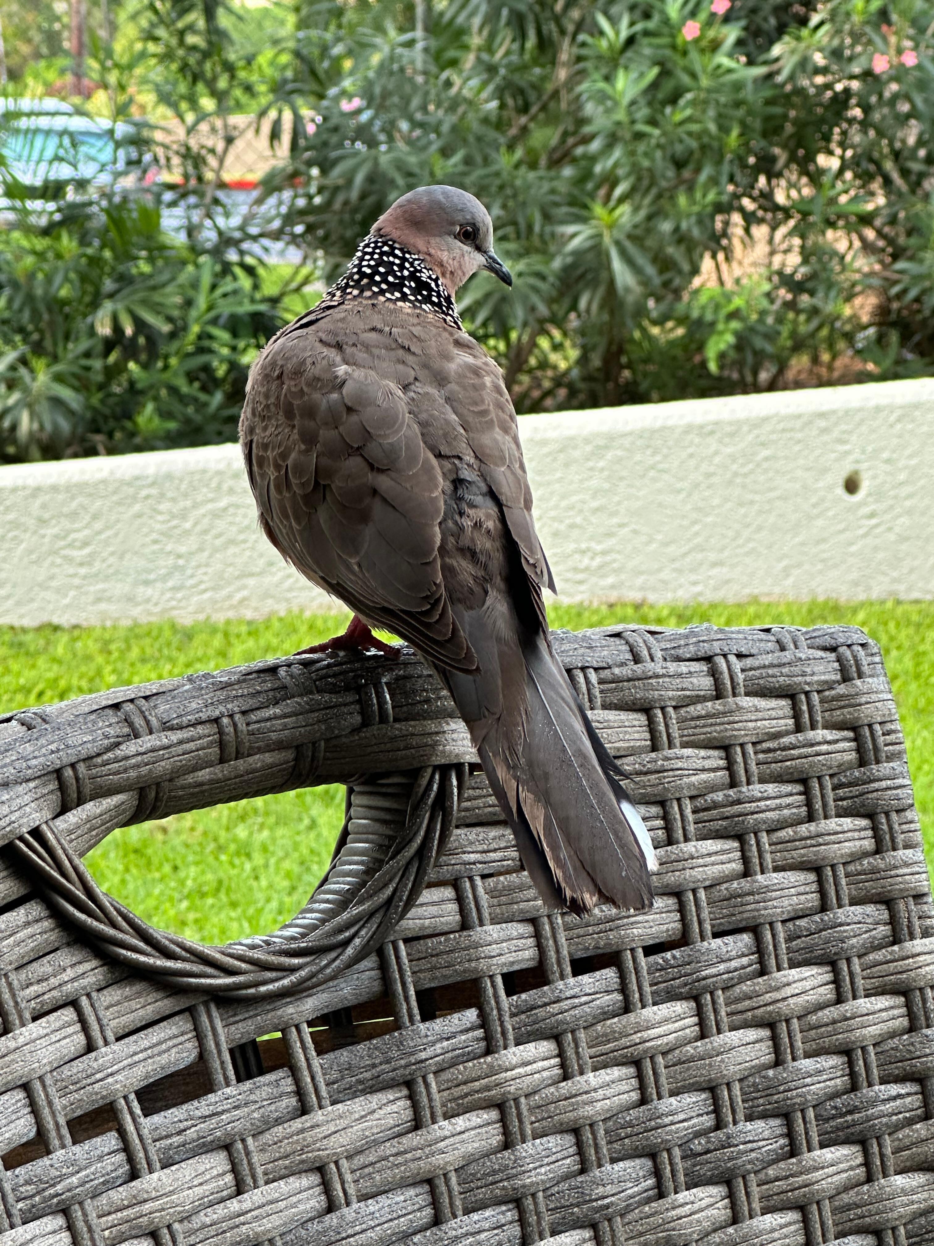 A morning visitor on the veranda