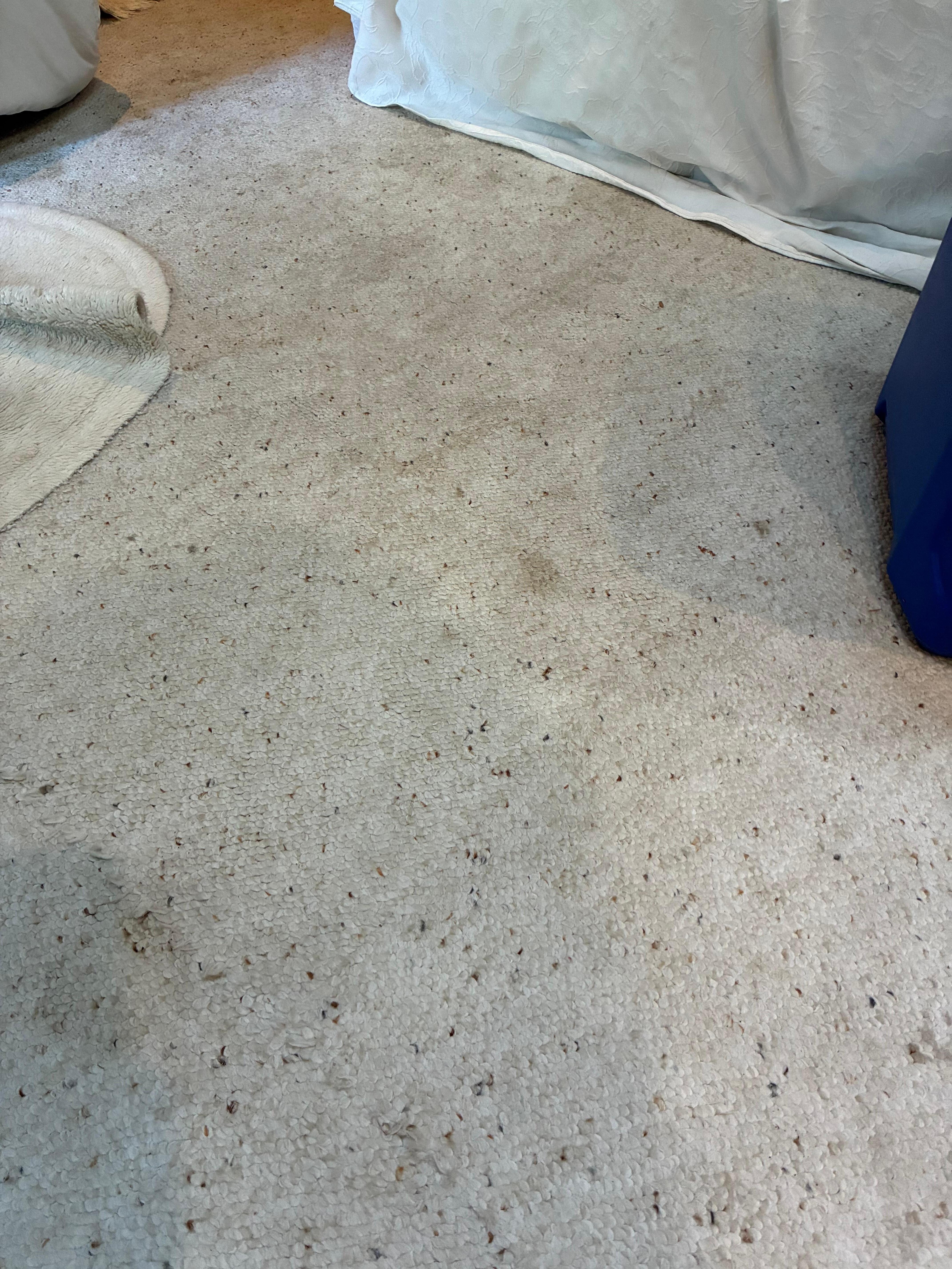 stained, smelly carpet