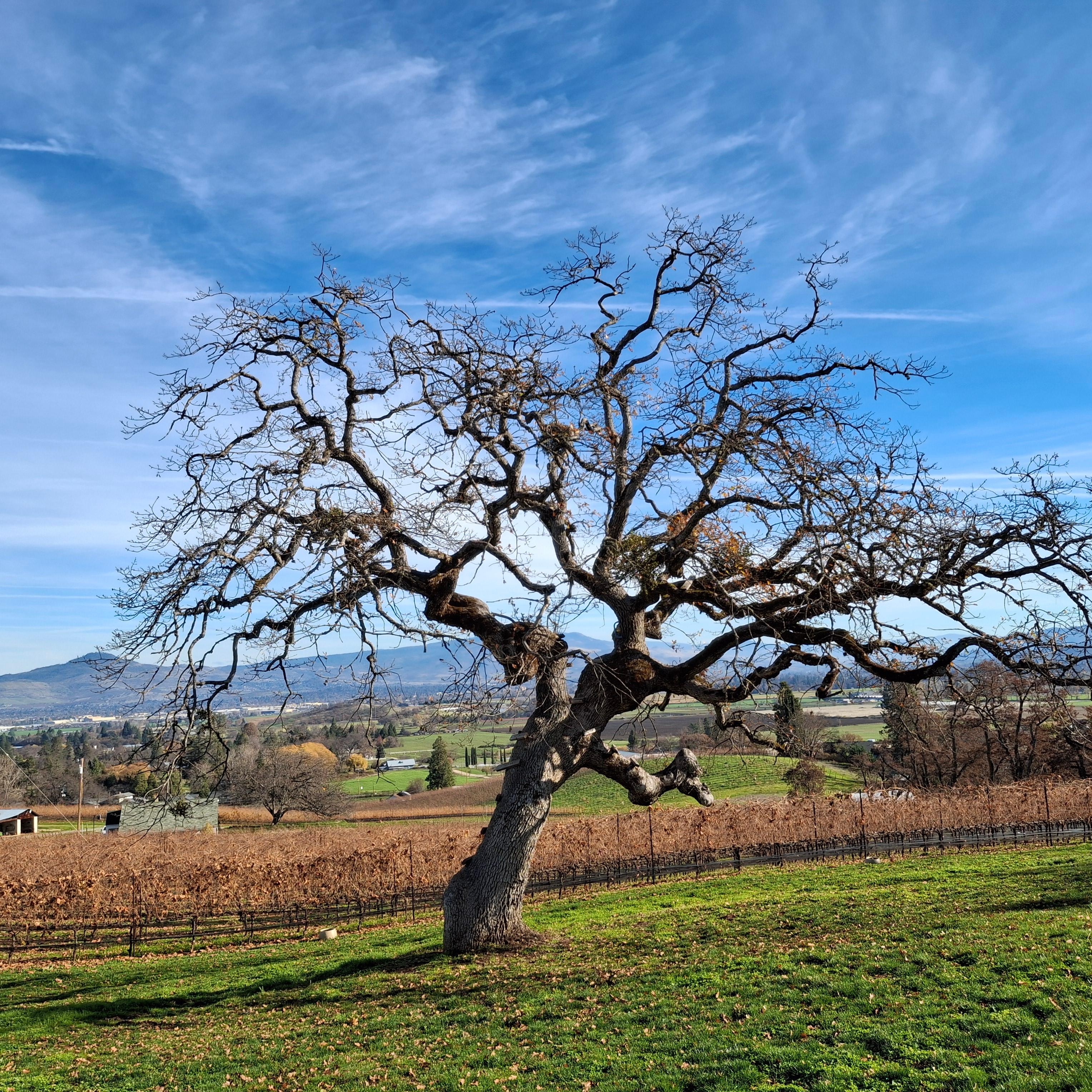 Beautiful oak at Hummingbird Winery.